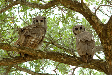 Verreaux's eagle-owls in a tree