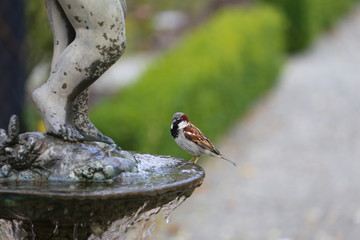 Spatz an Tränke