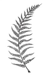 Black and white graphic hand drawn illustration of fern 