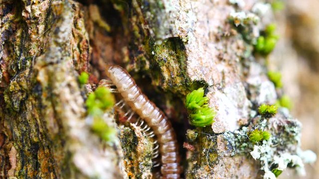 4K extreme closeup macro of a Greenhouse Millipede, Oxidus Gracilis, on a tree. Millipedes are very important to the environment, because they recycle nutrients back into the soil.