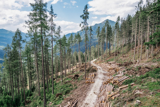 Forest Clearance, Highland Deforestation