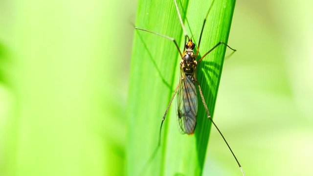 4K Extreme close up macro view of a Giant Mosquito called Craneflies with long legs on green leaf background. Tipula Oleracea