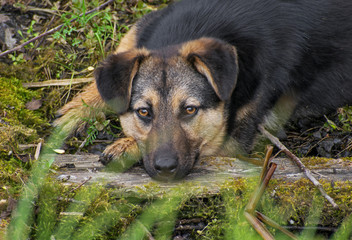 A beautiful abandoned puppy is resting in the vegetation