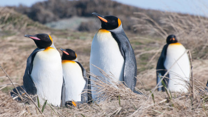 King penguins in Tierra del Fuego, Chile.