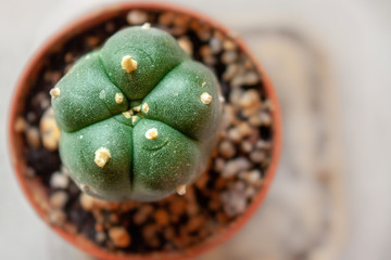 Small peyote button cactus grows in small pot at a legal peyote farm in south Texas, U.S.A. - obrazy, fototapety, plakaty