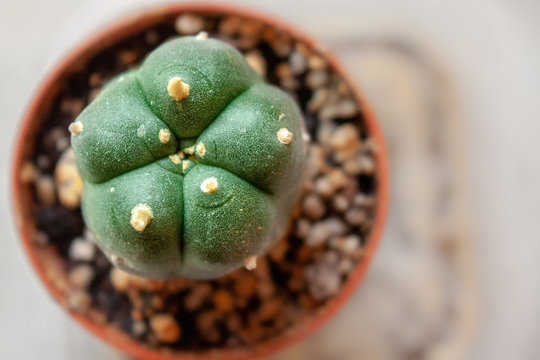 Small peyote button cactus grows in small pot at a legal peyote farm in south Texas, U.S.A.