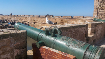 Fototapeta na wymiar Seagull and old cannon in a old fort in Esaouira, Morocco in a sunny day