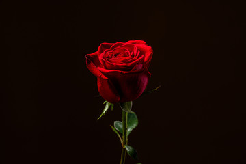 close up red one rose in the center of the frame isolated on black background