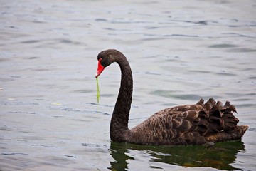Obraz premium schwarzer Schwan