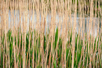 beautiful reeds near the lake. reed texture