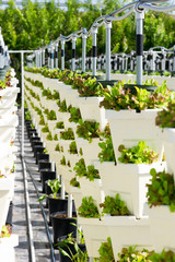 Large Scale Commercial Hydroponic Farming