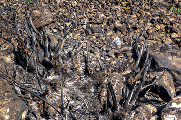 charred area after a big fire. campfire place