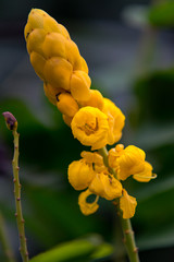 Senna Alata flower in macro