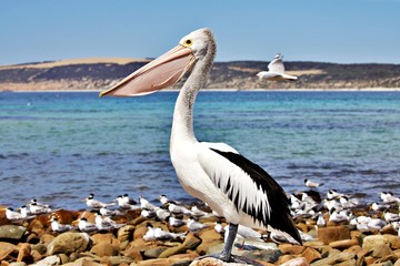Pelikan auf Kangaroo Island