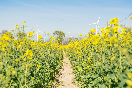 field of canola with wind turbines in the background