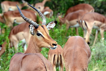 Impala herd