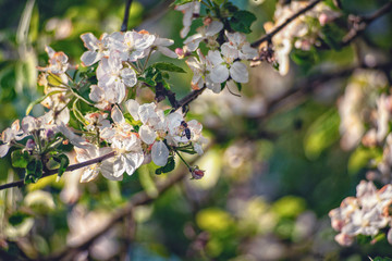 beautiful flowering tree in springtime.  spring beauty. spring beauty