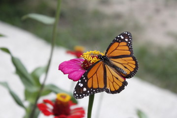 mariposas