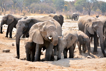Elephant herd digging for water