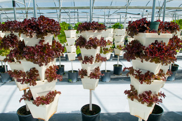 Large Scale Commercial Hydroponic Farming