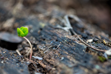 Sprouting seeds, new life concept. Sprouted seeds growing from the ground