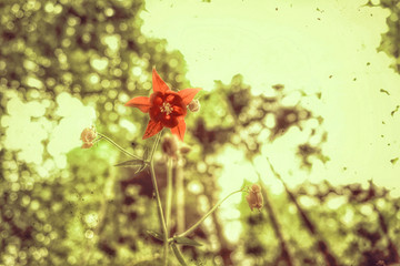 vintage style Waldblume