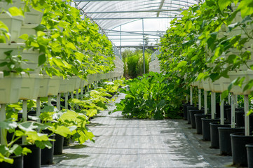 Large Scale Commercial Hydroponic Farming