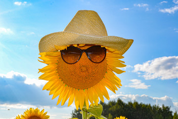 A sunflower in sunglasses and a straw hat basks on the field in the summer sun