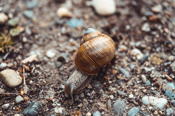 Close-up of a snail on a path during a rainy day.