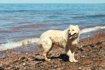 Yellow mixed breed dog walking along a rocky Atlantic ocean shoreline in Prince Edward Island,...