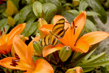 Banded Orange Butterfly Resting on Orange Day Lilies