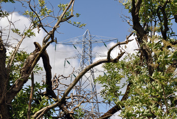Old Hedgerow Trees with Power Supply Pylon & blue Sky in Background 