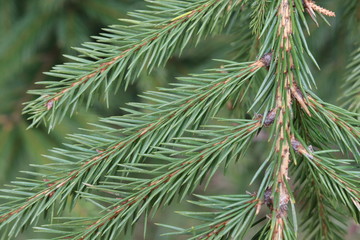 fir branches in the forest