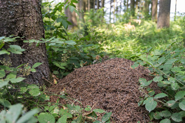 Ameisenhaufen im Wald