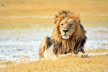Black-maned lion