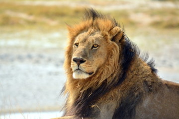 Black-maned lion stare