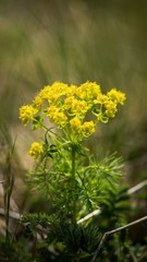 Snake milk (Euphorbia cyparissias) is a yellow-flowering poisonous perennial herb of the spurge family.