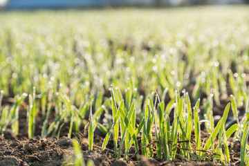Morgentau auf Keimling - Nahaufnahme