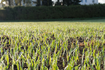 Keimling mit Tau in Morgensonne