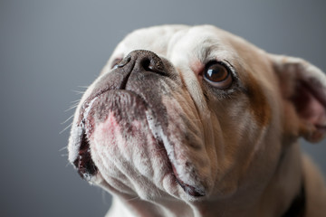 Portrait of a bulldog looking upward.
