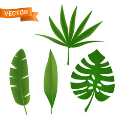 Exotic tropical palm leaves set. Vector illustration of various green foliage isolated on white background