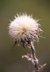 Dry thistle plant during lack of water during the dry season.