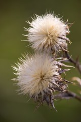 Dry thistle plant during lack of water during the dry season.