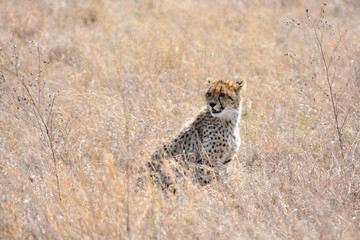 Young cheetah in the dry wild grass