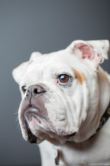 Profile portrait of a bulldog.
