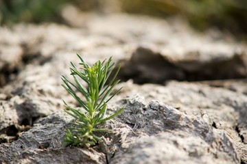 small plant in the ground
