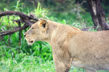 Wet lioness