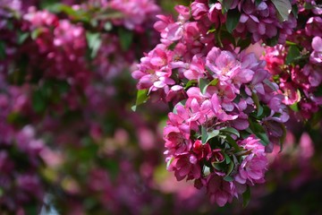 Dreamy romantic bunch of pink spring flowers on a branch of apple tree
