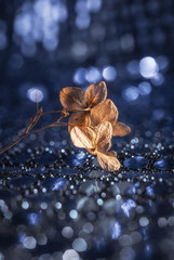 christmas decoration on blue background