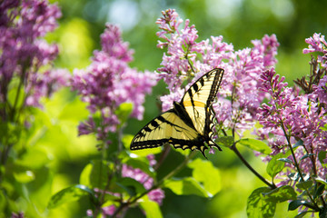 Easter tiger swallowtail butterfly on a lilac bush.